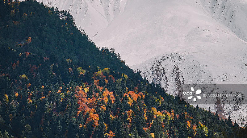 秋天的森林风景，美国，美国图片素材