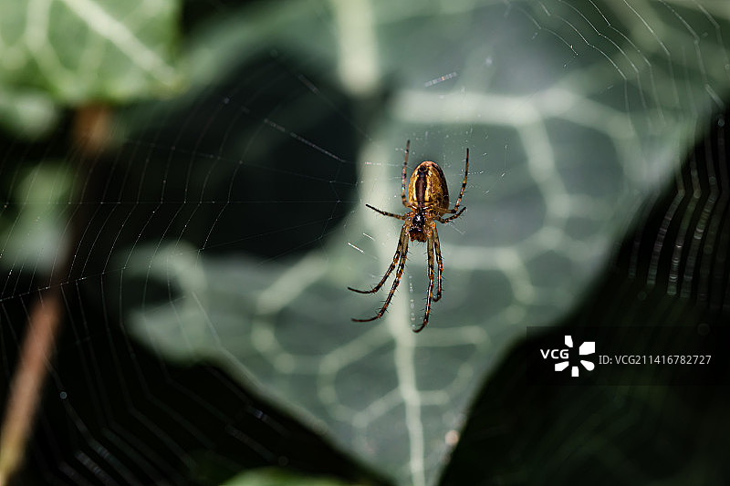 蛛网上的蜘蛛特写，里斯本，葡萄牙图片素材