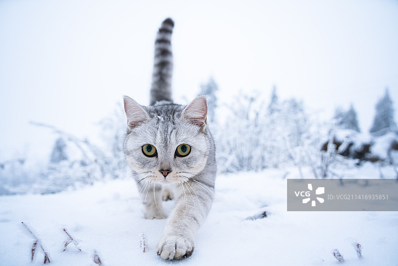冬季雪地里奔跑的猫图片素材