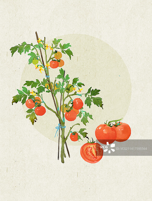 番茄插画图片素材