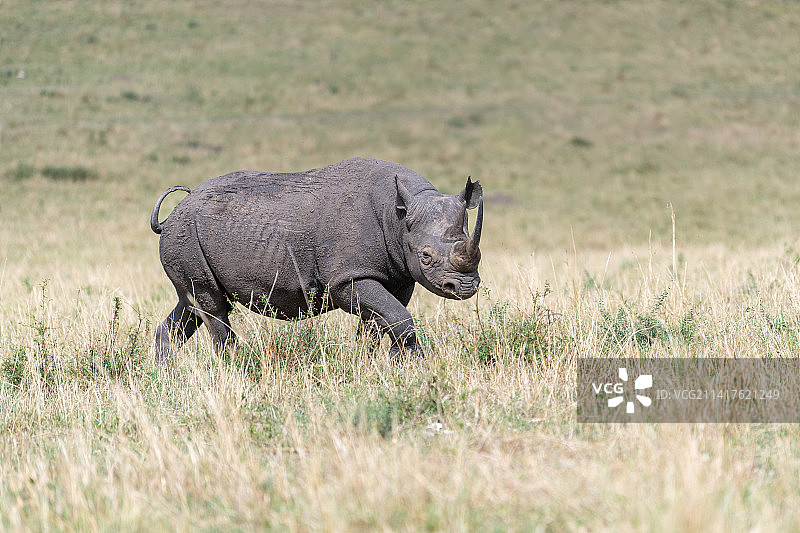 肯尼亚，白犀牛站在草地上的侧视图图片素材
