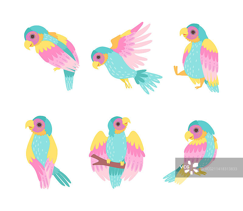 热带彩色鹦鹉，羽毛明亮图片素材