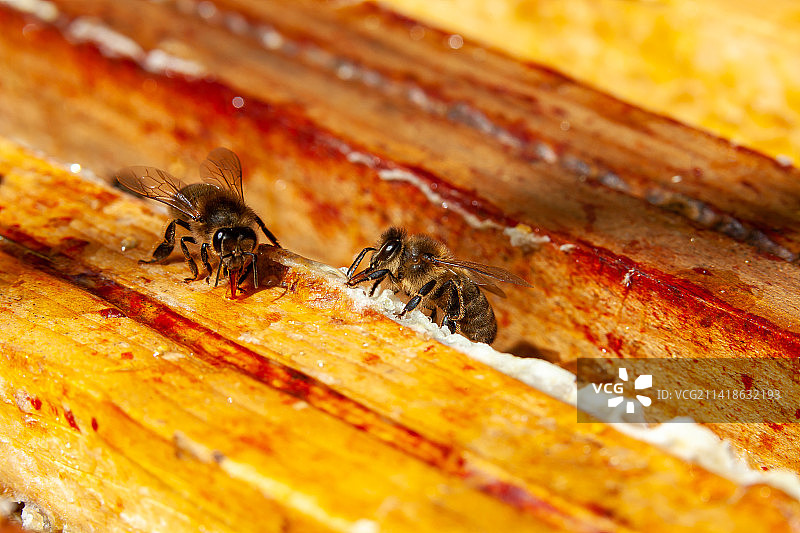 蜜蜂在蜂巢上的特写，法国图片素材