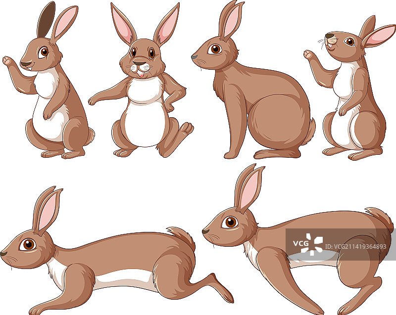 不同姿势的棕色兔子图片素材