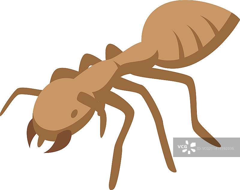 澳大利亚蚂蚁图标等长可爱热带图片素材