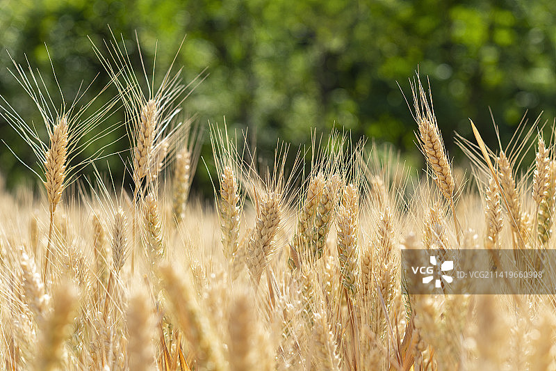 初夏季节麦田里成熟的麦穗图片素材