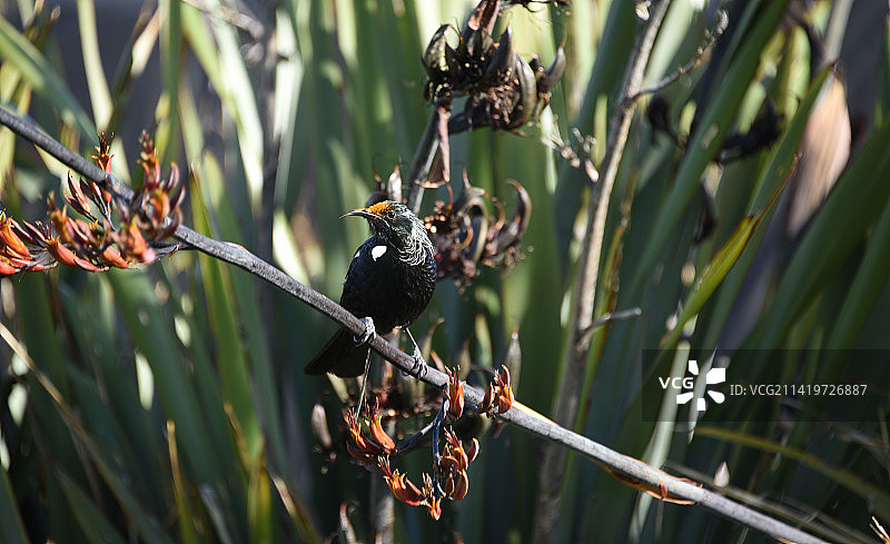 鸟类-新西兰-近距离的野生Tui栖息在花，新西兰图片素材