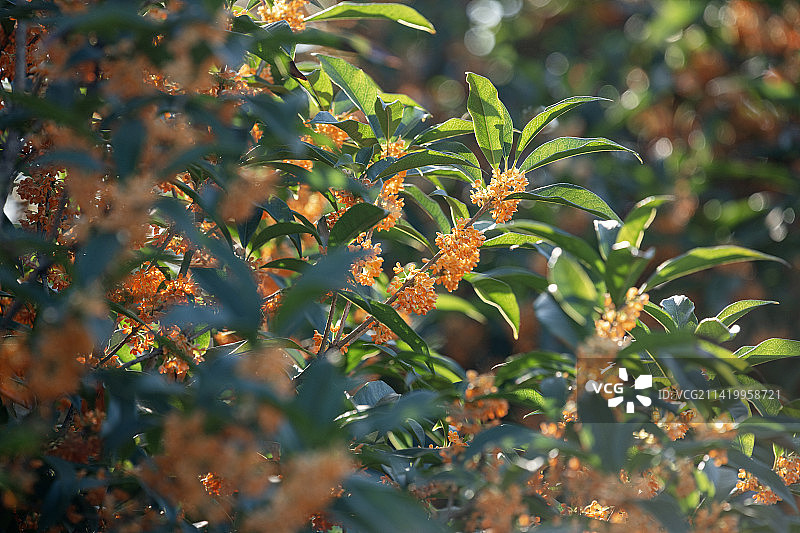 秋天桂园里盛开的金色桂花图片素材