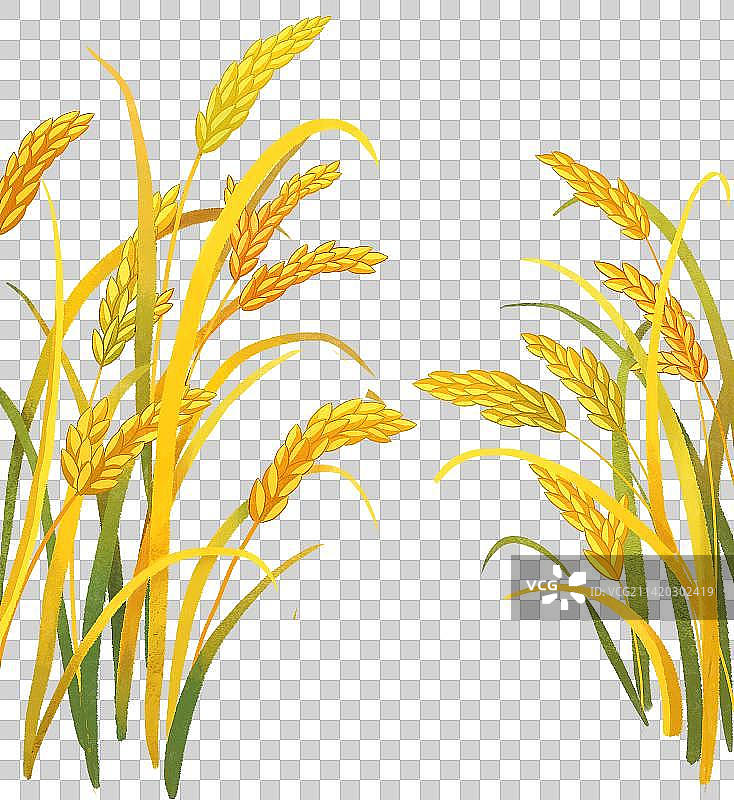 金色水稻边框特写图片素材