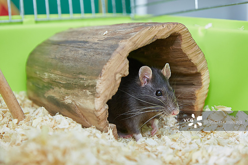 黑鼠鼠在一只可爱的小木屋里养着一只家鼠和宠物，俄罗斯图片素材