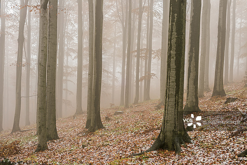 罗马尼亚，秋天森林里的树木图片素材