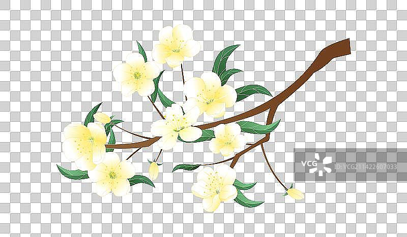 国风春天植物梨花花卉插画图片素材