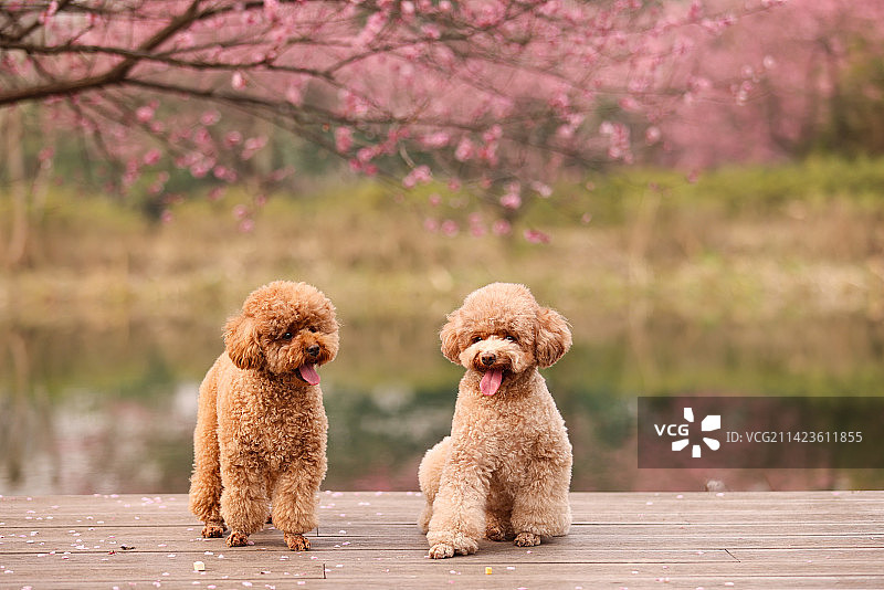 一对梅花树下相伴的泰迪犬图片素材