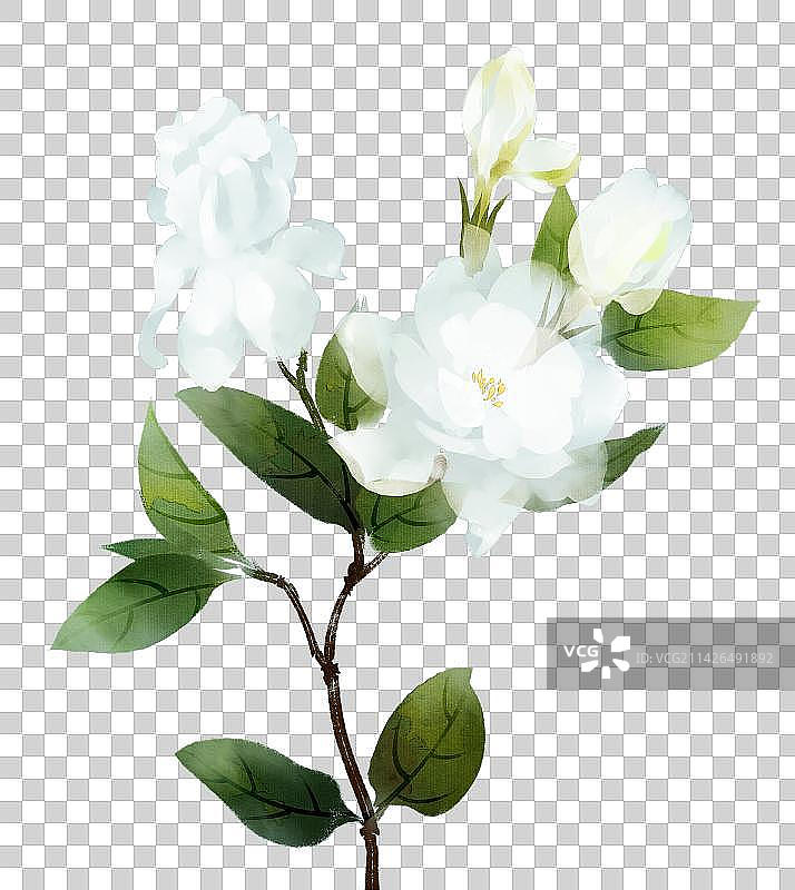 白色花卉系列栀子花图片素材