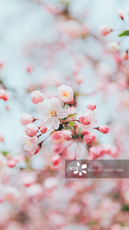 在春天盛开的垂丝海棠花特写图片素材