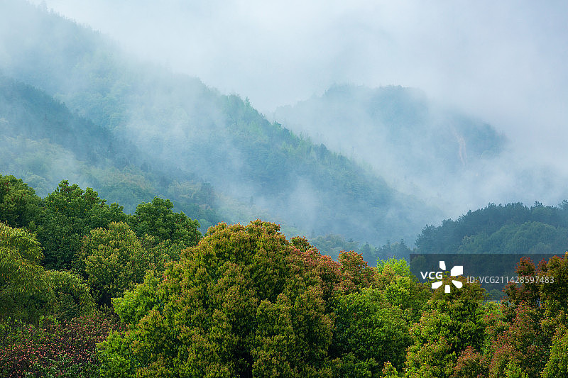 云雾下的森林图片素材