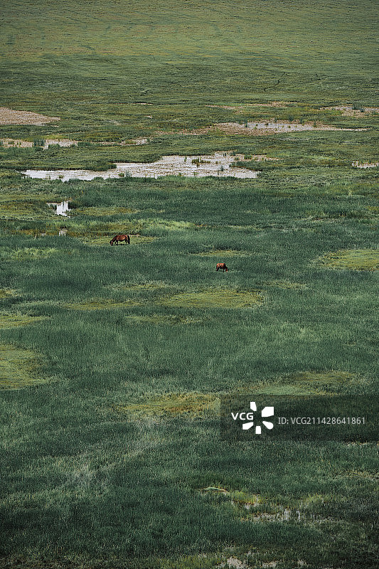 香格里拉纳帕海草原风景区的马匹图片素材