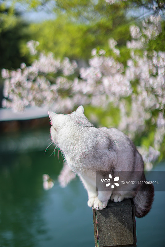 樱花和英国短毛猫银渐层图片素材