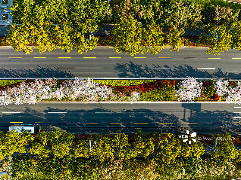 苏州工业园区，现代大道，春天，樱花开图片素材