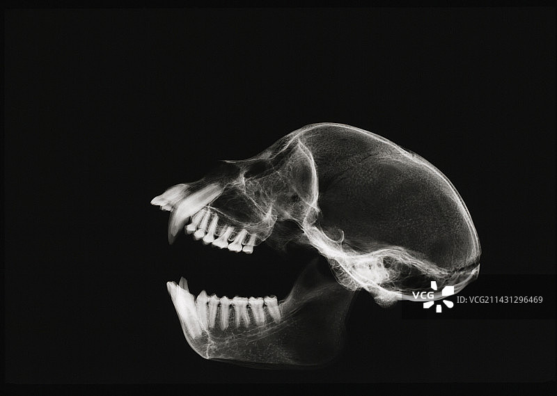 猴子头骨，x光片图片素材