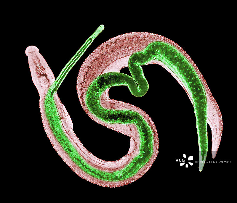 雄性和雌性成年血吸虫的LM图片素材
