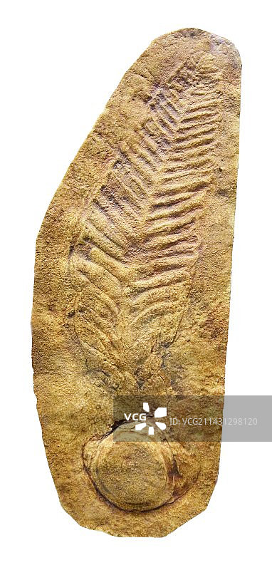 海笔化石图片素材
