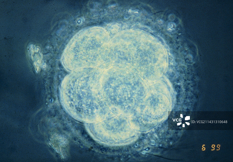 人类胚胎八细胞期的LM图片素材