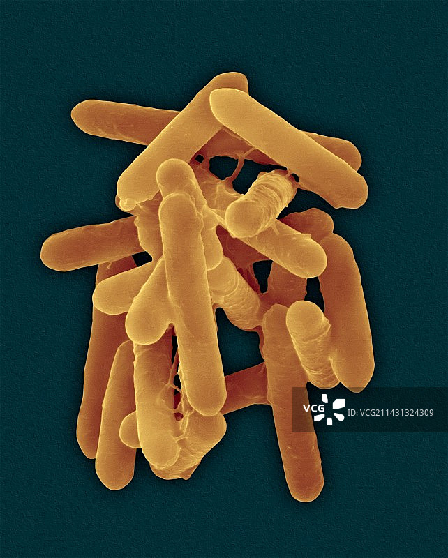 枯草芽孢杆菌，孢子形成，扫描电镜图片素材