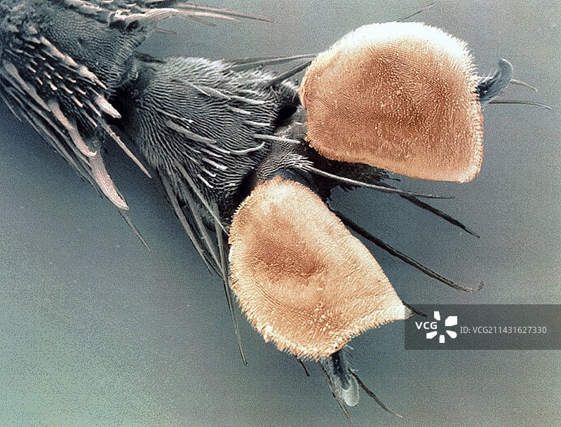 灰色肉蝇的腹部脚垫和爪子图片素材