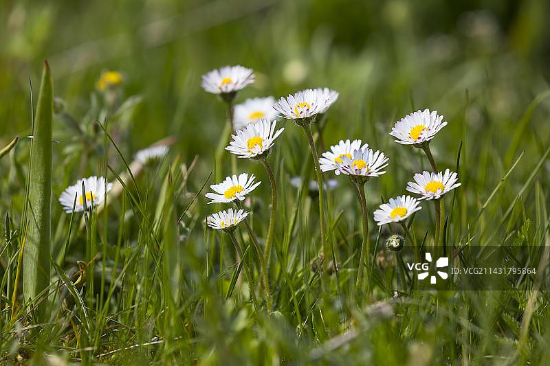 普通雏菊(Bellis perennis)在花，萨克森，德国，欧洲图片素材
