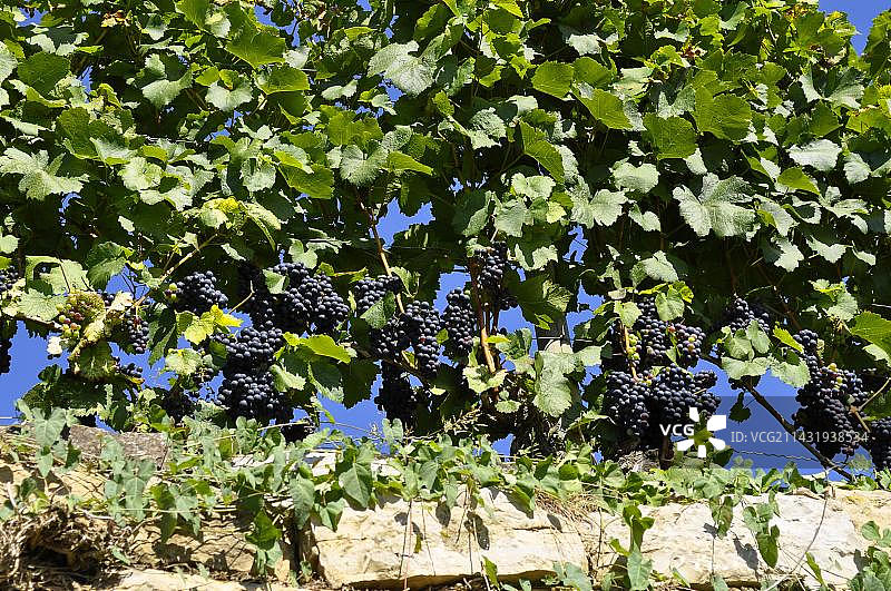 葡萄蔓红葡萄酒葡萄，品种:Trollinger图片素材
