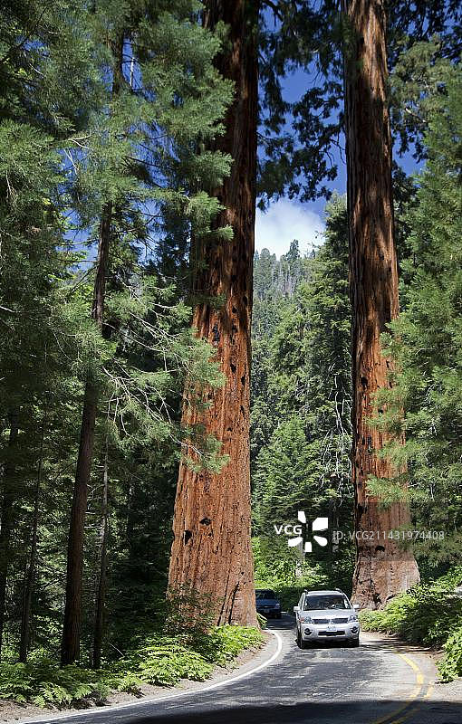 在美国加州红杉国家公园的将军公路上，汽车行驶在两棵巨大的红杉树之间图片素材