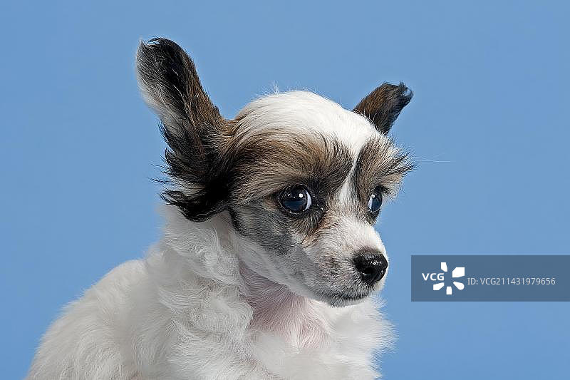 中华冠毛犬，粉扑，幼犬，7周图片素材