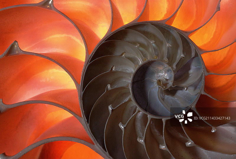 背光鹦鹉螺壳图片素材