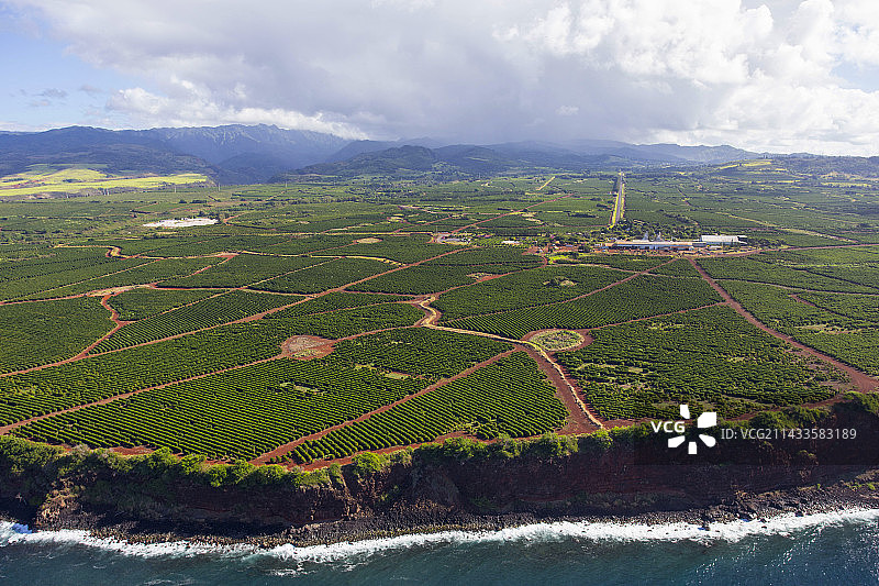 咖啡农场，夏威夷考艾岛图片素材