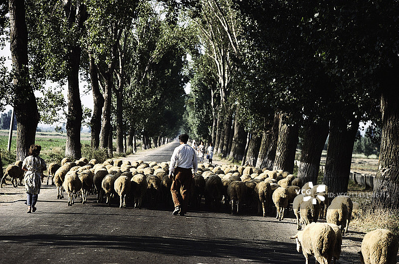 牧羊人在阿尔巴尼亚的路上放羊图片素材