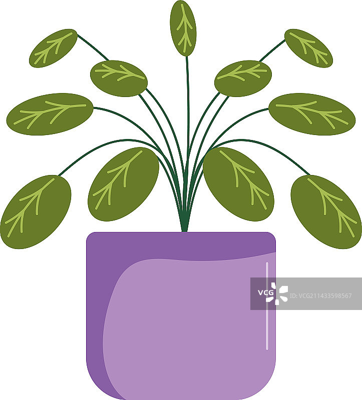 紫色盆栽室内植物图片素材