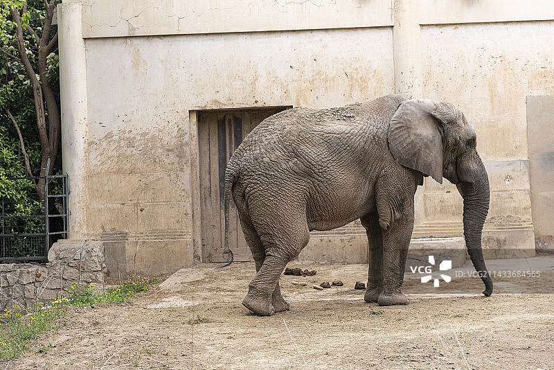 北京动物园的非洲象图片素材