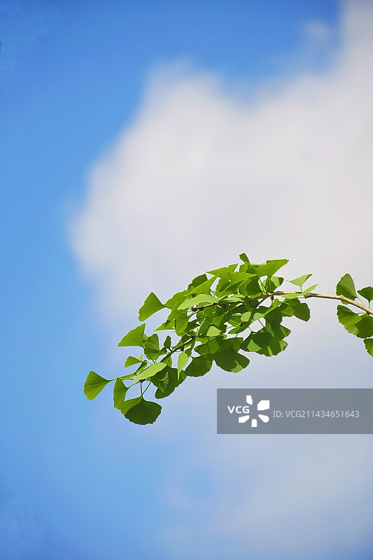 蓝天白云下的绿色植物图片素材