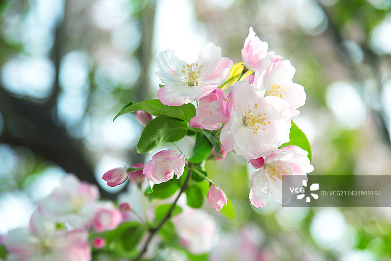 海棠花,花蕾,春天,自然美图片素材