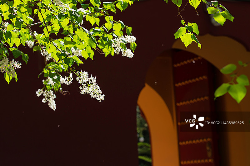 中式园林里的丁香花,景观设计图片素材