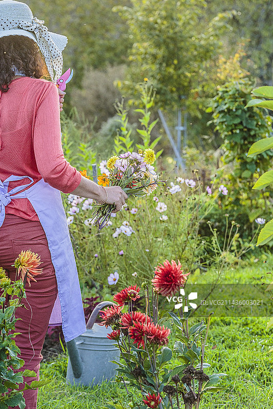 九月，一位妇女在花园里采摘花束。图片素材