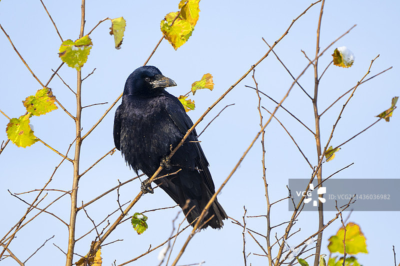 腐肉乌鸦(Corvus corone)栖息在秋天树叶中的树枝上，英国图片素材
