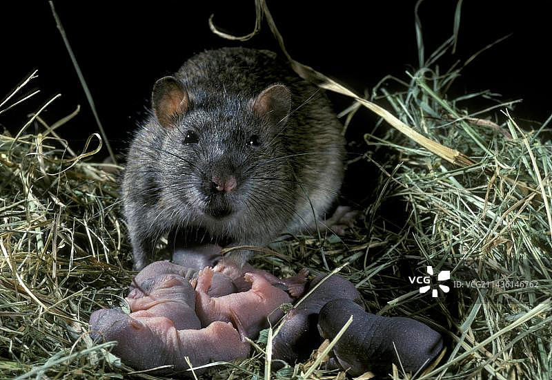 挪威鼠(Rattus norvegicus)，雌性与幼鼠在巢中图片素材