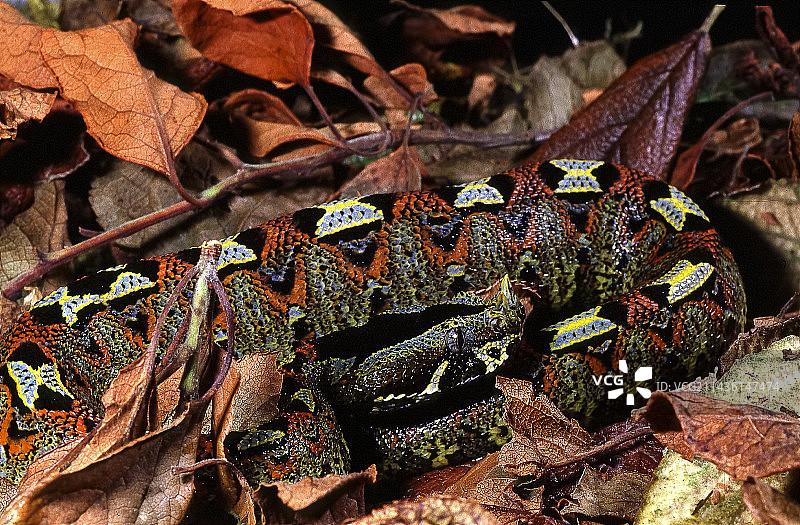 死树叶中的犀牛蝰蛇(Bitis nasicornis)，赤道非洲图片素材