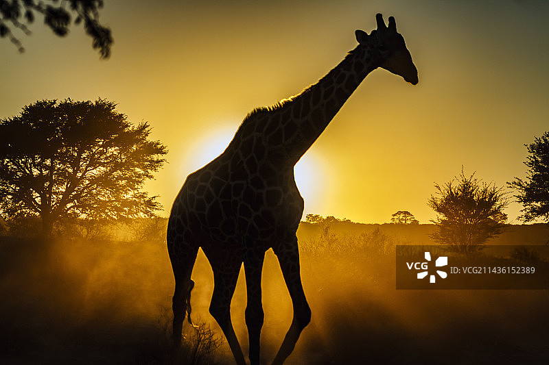 日落时分在南非卡拉加迪跨境公园散步的长颈鹿图片素材