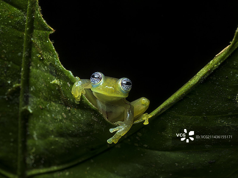 玻璃蛙(Sachatamia ilex)，哥伦比亚图片素材