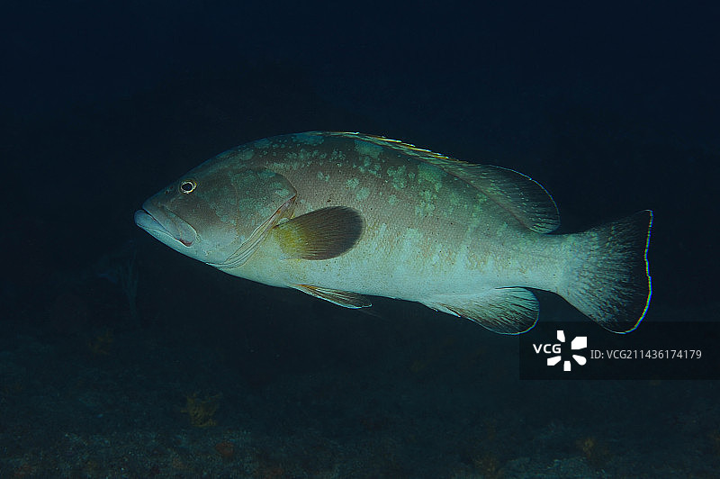 黑石斑鱼(Epinephelus marginatus)，狮子海潜水点，Saint-Raphaël，法国瓦尔图片素材