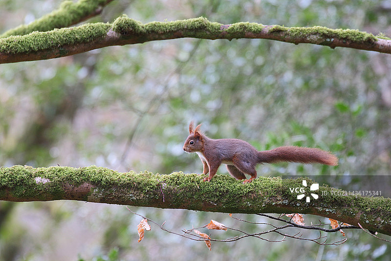 红松鼠(Sciurus vulgaris)被抓在长满苔藓的树枝上，法国布列塔尼的Finistere图片素材