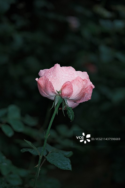 户外盛开的粉红花朵特写镜头图片素材